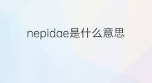 nepidae是什么意思 nepidae的中文翻译、读音、例句