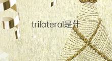 trilateral是什么意思 trilateral的中文翻译、读音、例句