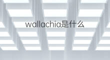wallachia是什么意思 wallachia的中文翻译、读音、例句