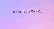 nervatura是什么意思 nervatura的中文翻译、读音、例句