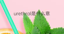 urethral是什么意思 urethral的中文翻译、读音、例句