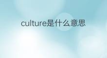 culture是什么意思 culture的中文翻译、读音、例句