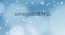 variegata是什么意思 variegata的中文翻译、读音、例句