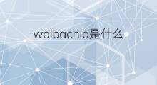 wolbachia是什么意思 wolbachia的中文翻译、读音、例句