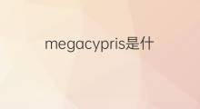 megacypris是什么意思 megacypris的中文翻译、读音、例句
