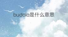 budoia是什么意思 budoia的中文翻译、读音、例句