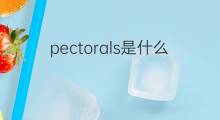 pectorals是什么意思 pectorals的中文翻译、读音、例句