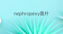 nephropexy是什么意思 nephropexy的中文翻译、读音、例句