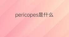 pericopes是什么意思 pericopes的中文翻译、读音、例句