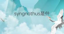 syngnathus是什么意思 syngnathus的中文翻译、读音、例句