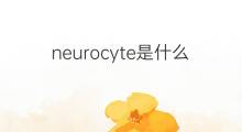 neurocyte是什么意思 neurocyte的中文翻译、读音、例句