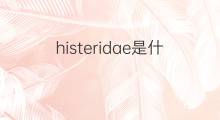 histeridae是什么意思 histeridae的中文翻译、读音、例句