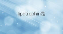 lipotrophin是什么意思 lipotrophin的中文翻译、读音、例句