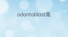 odontoblast是什么意思 odontoblast的中文翻译、读音、例句