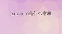 exuvium是什么意思 exuvium的中文翻译、读音、例句