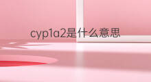 cyp1a2是什么意思 cyp1a2的中文翻译、读音、例句