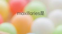 maxillaries是什么意思 maxillaries的中文翻译、读音、例句