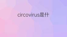 circovirus是什么意思 circovirus的中文翻译、读音、例句