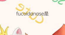 fucoidanase是什么意思 fucoidanase的中文翻译、读音、例句