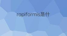 rapiformis是什么意思 rapiformis的中文翻译、读音、例句