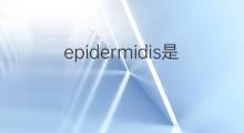 epidermidis是什么意思 epidermidis的中文翻译、读音、例句