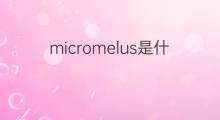 micromelus是什么意思 micromelus的中文翻译、读音、例句