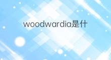 woodwardia是什么意思 woodwardia的中文翻译、读音、例句