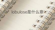lobulose是什么意思 lobulose的中文翻译、读音、例句