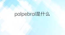 palpebral是什么意思 palpebral的中文翻译、读音、例句