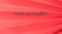 heteropoda是什么意思 heteropoda的中文翻译、读音、例句