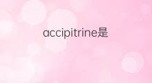 accipitrine是什么意思 accipitrine的中文翻译、读音、例句