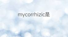 mycorrhizic是什么意思 mycorrhizic的中文翻译、读音、例句