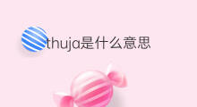 thuja是什么意思 thuja的中文翻译、读音、例句