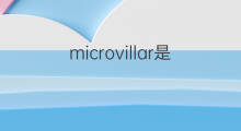 microvillar是什么意思 microvillar的中文翻译、读音、例句