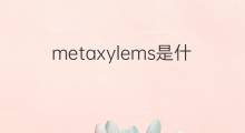 metaxylems是什么意思 metaxylems的中文翻译、读音、例句