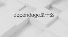 appendage是什么意思 appendage的中文翻译、读音、例句